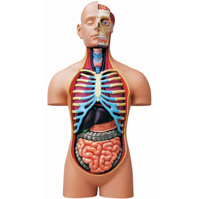Deluxe Torso Anatomy Puzzle Deluxe Torso Anatomy Puzzle