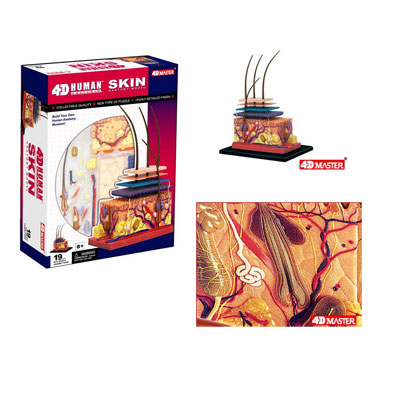 4-D Human Skin Anatomy Puzzle