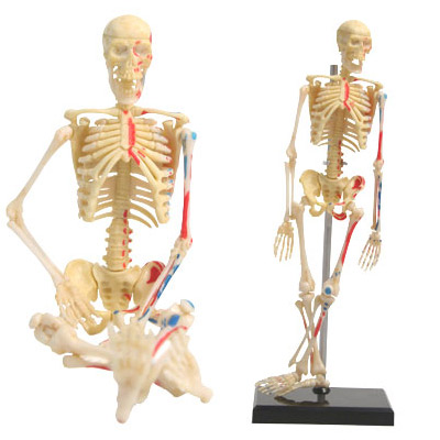 3-D Skeleton Puzzle