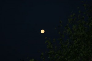 moonandtree